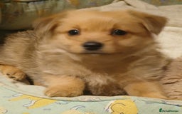 Pomeranian dogs for sale: Gorgeous female Pomeranian Terrier Mix 1 Left! - Image 5