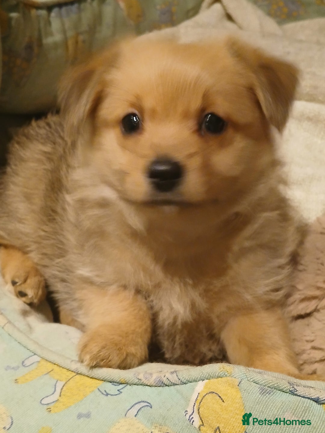 Pomeranian dogs for sale: Gorgeous female Pomeranian Terrier Mix 1 Left! - Image 5