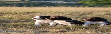 English Springer Spaniel 4