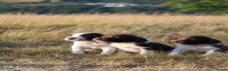 English Springer Spaniel dogs for sale: English springer spaniel  - Advert 15