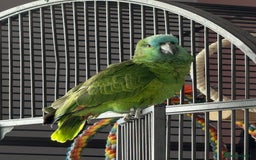 Parrots birds for sale: Blue fronted amazon - Advert 3