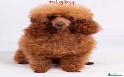 Cavapoo dogs for sale: Toy F1 Red cavapoos exstensively health tested ! - Image 9