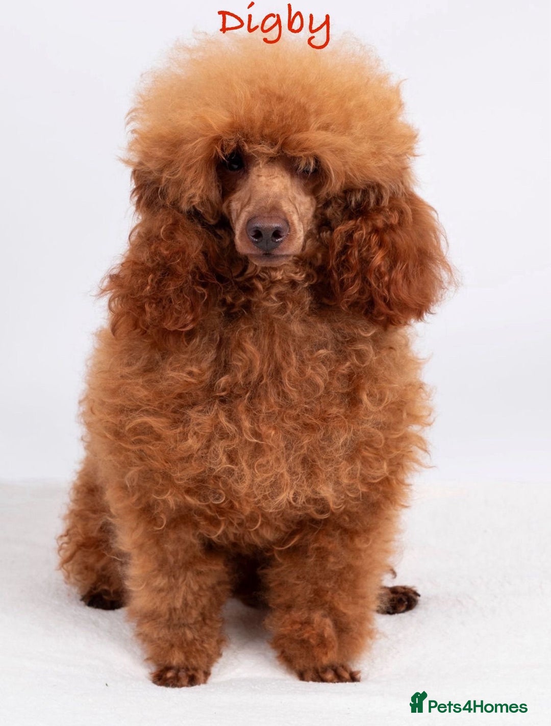 Cavapoo dogs for sale: Toy F1 Red cavapoos exstensively health tested ! - Image 9