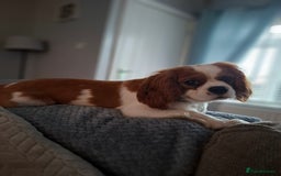 Cavalier King Charles Spaniel dogs for stud: Cavaliear King Charles Stud Only - Image 3