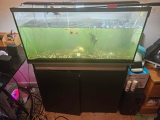 Angelfish fish Aquarium need gone asap with fish - Advert 2