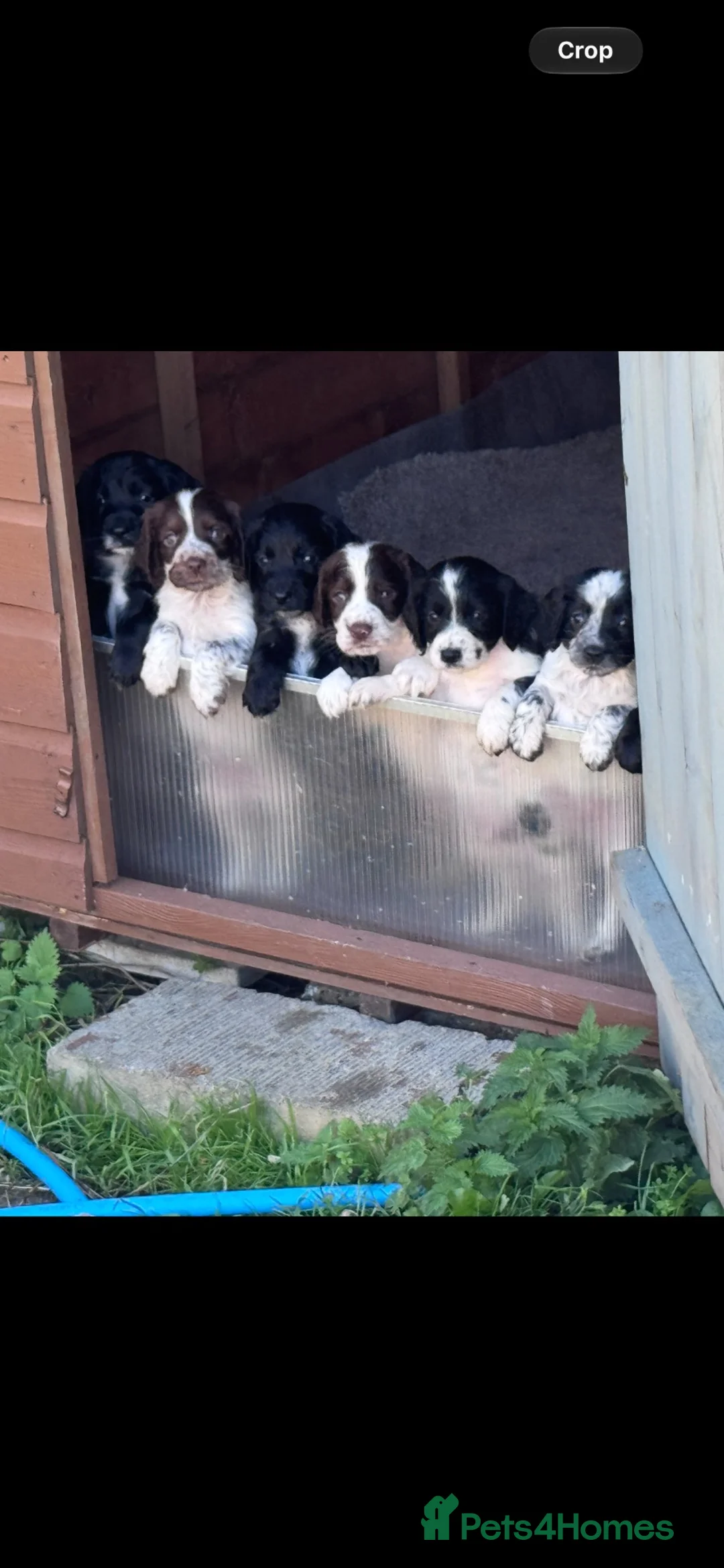 Cocker Spaniel dogs for sale: Cocker spaniel puppies #Blue/lemon roan carriers - Advert 1