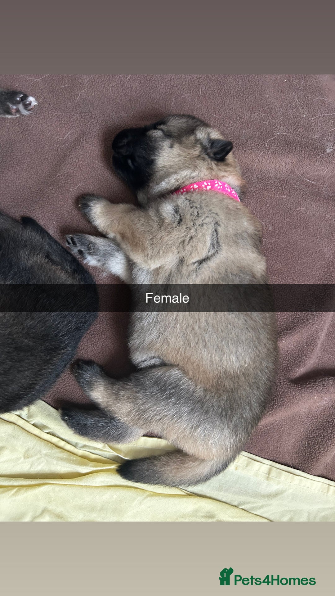 German Shepherd dogs for sale: 10 Germans Shepherd Puppys - Image 6