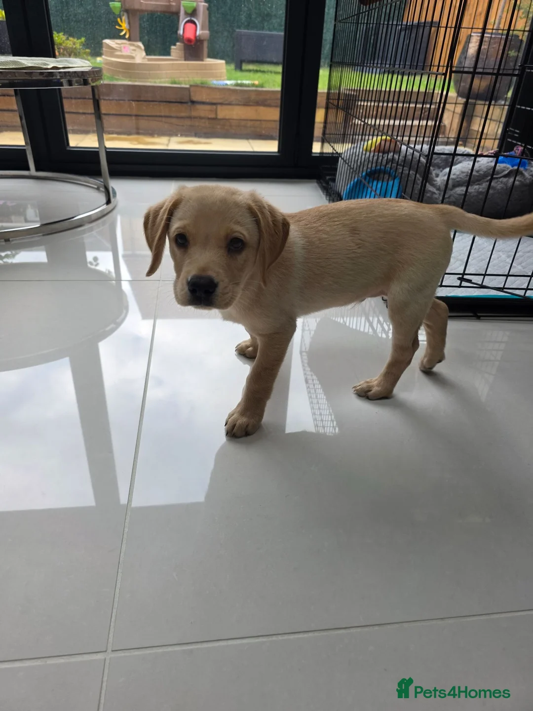 Labrador Retriever dogs for sale: Labrador retriever  - Advert 3