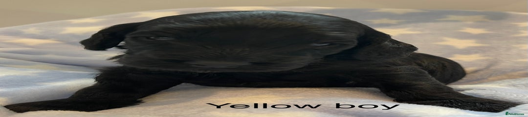 Cockapoo yellow collar