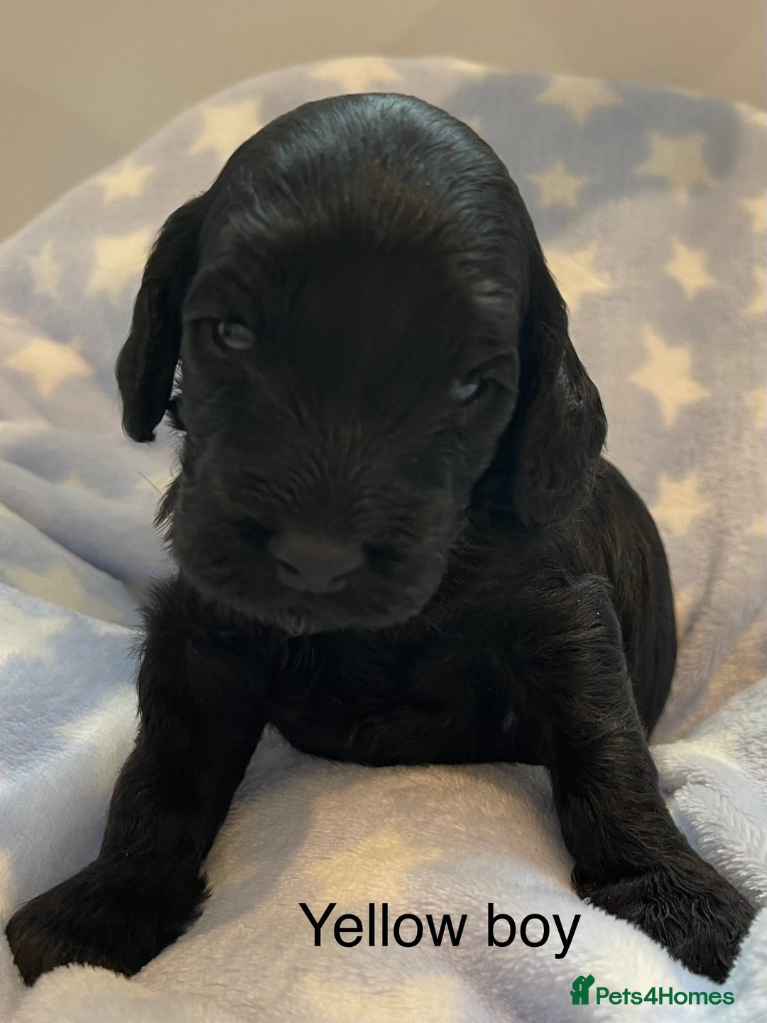 Cockapoo dogs for sale: Stunning F2 Cockapoo puppies fully DNA tested  - Image 9