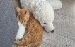 Domestic Shorthair cats for sale: Kittens looking for homes - Image 4