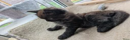 Ragcoon cats for sale: Stunning Ragcoon girl, Maine coon Dad Ragdoll Mum - Advert 12