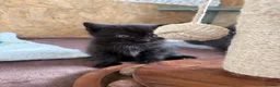 British Shorthair cats for sale: British shorthair cross kittens - Advert 28