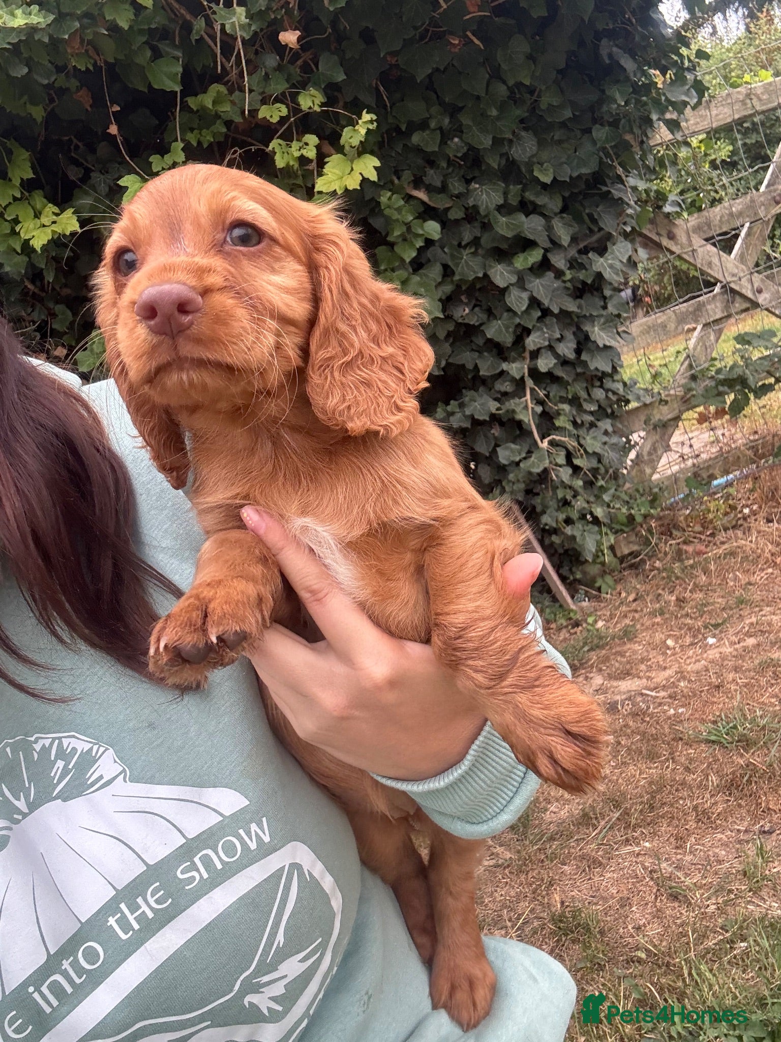 Cocker Spaniel dogs Working Cocker Spaniel Puppies - Advert 3