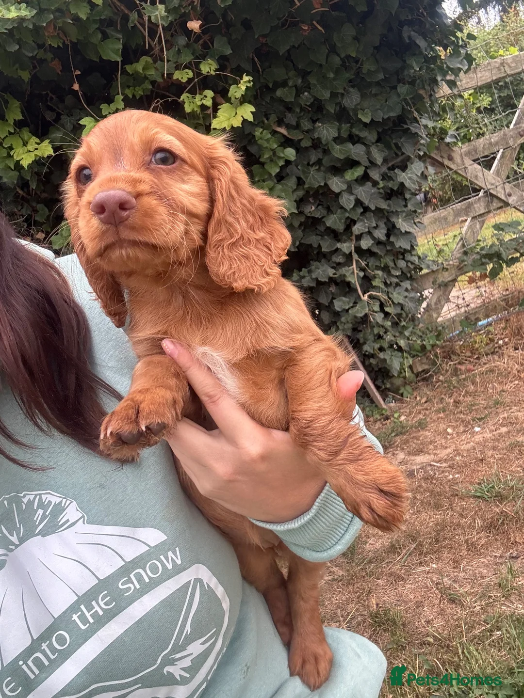 Cocker Spaniel dogs for sale: Working Cocker Spaniel Puppies - Advert 1
