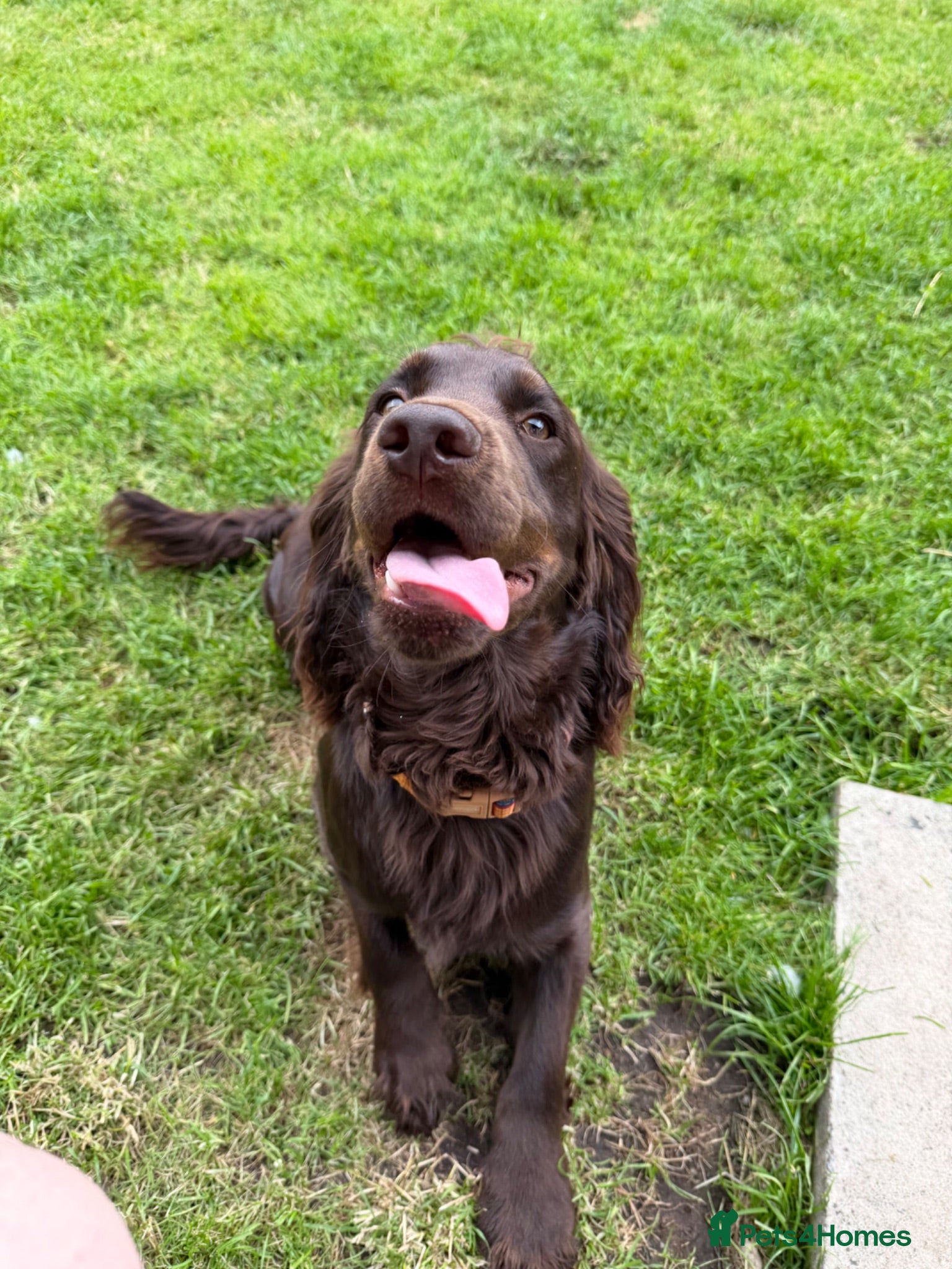 Cocker Spaniel dogs 1 year old KC registered male Cocker Spaniel - Advert 1