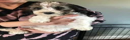 Mixed Breed dogs for sale: Rare Parti Colour CockalierPoos 5* breeder of 25yr - Advert 24