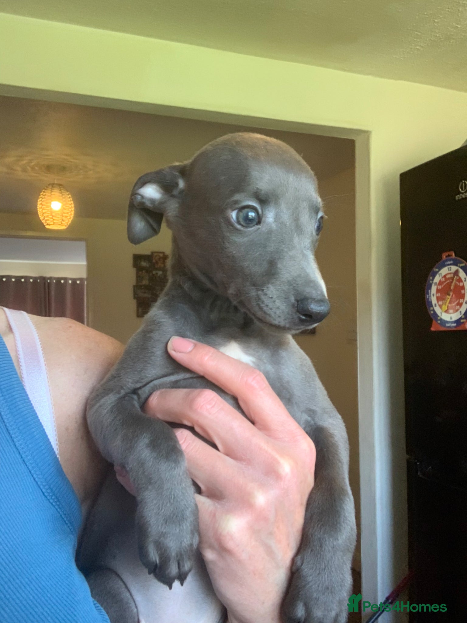 Whippet dogs Blue Kennel Club Registered Whippet pups - Advert 1