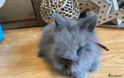 Lionhead rabbits for sale: 2 double mane lion heads  for sale  - Image 15