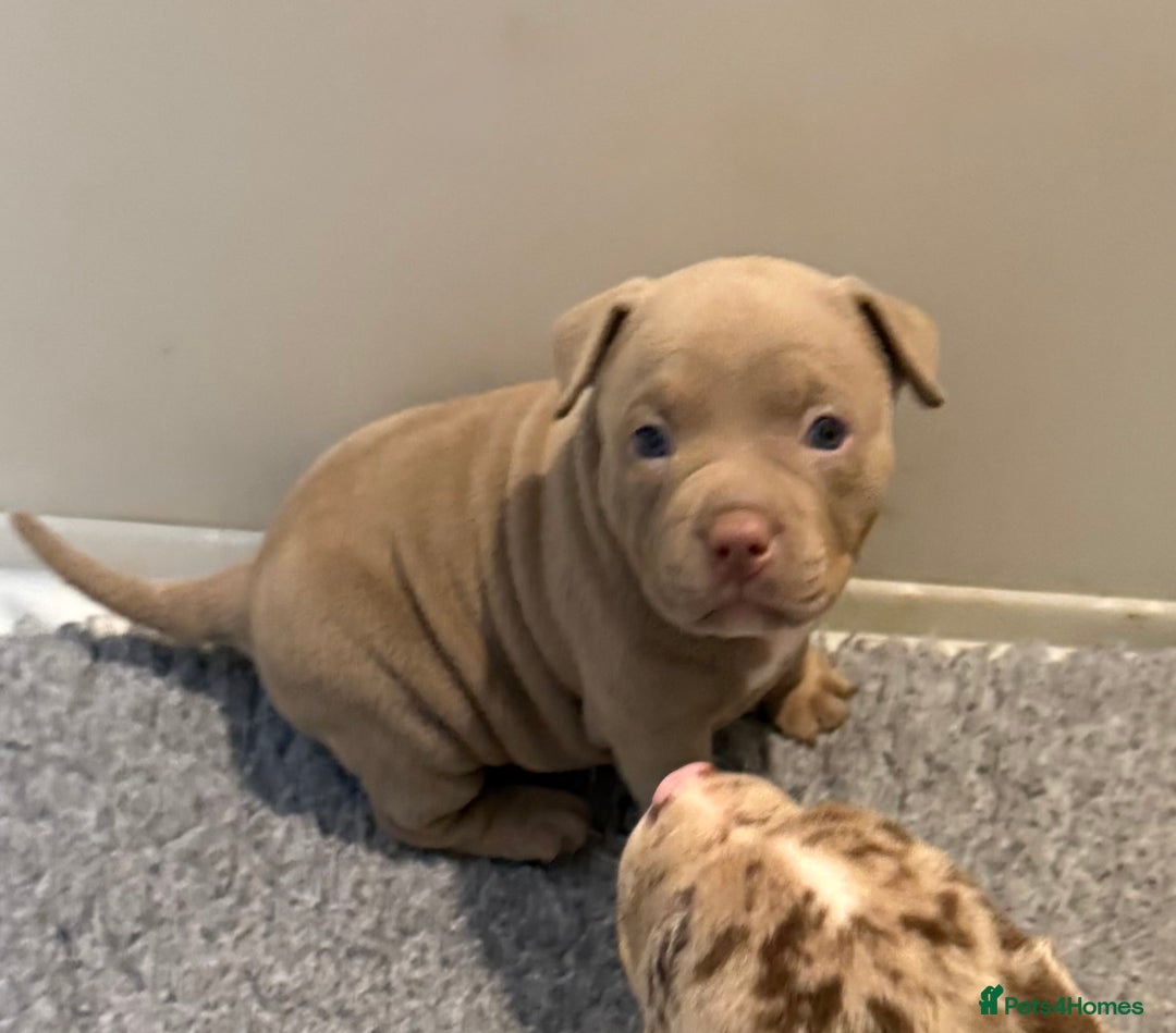 American Bully dogs for sale: Pocket bully puppies  - Image 14