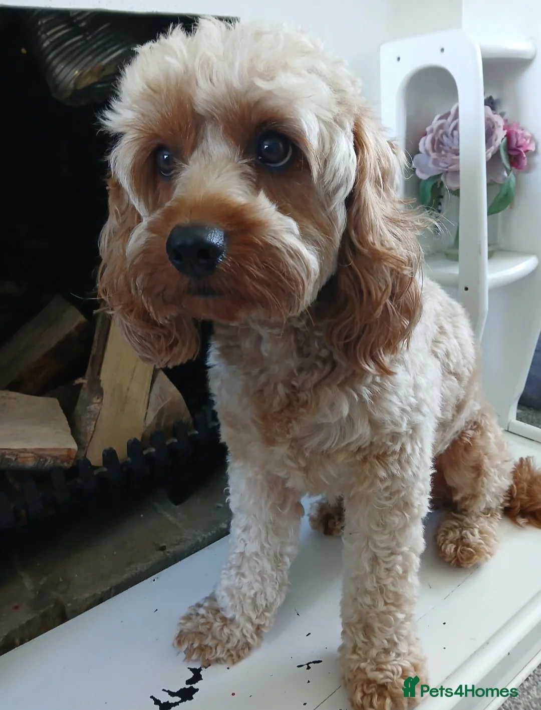 Cavapoo dogs for sale: Rupert - Advert 2
