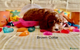 Cockapoo dogs for sale: F1 Toy Cockapoo’s in richest red ❤️ - Image 6
