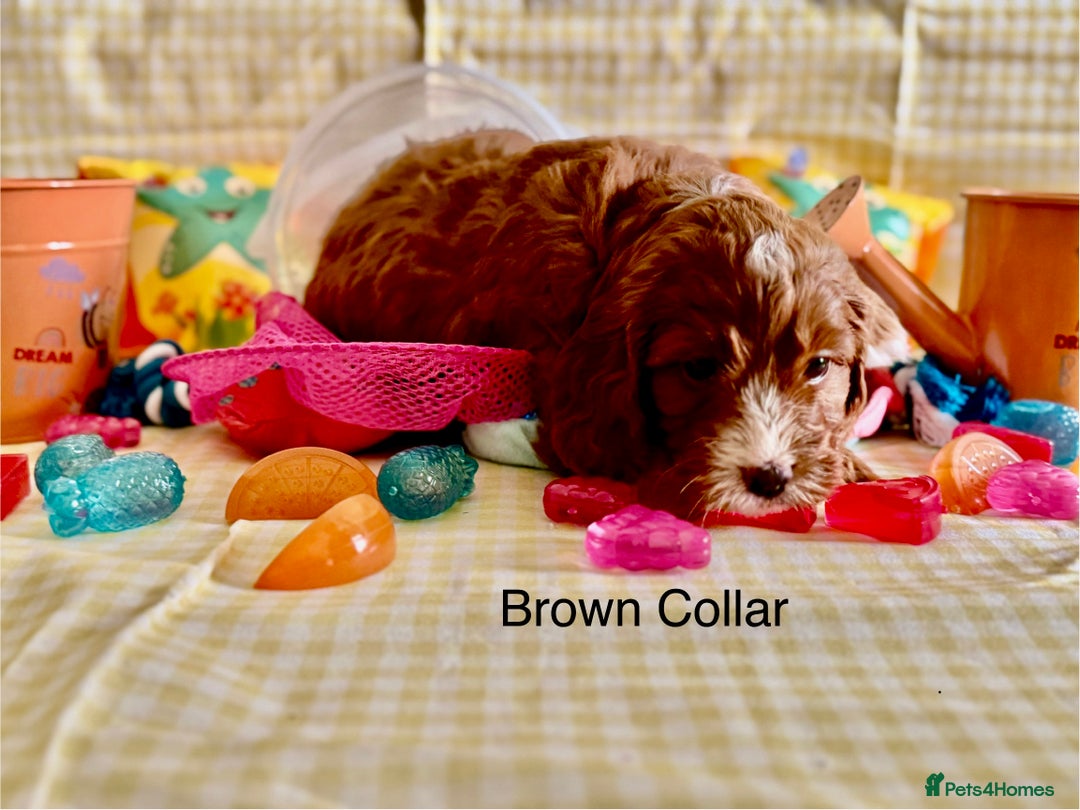 Cockapoo dogs for sale: F1 Toy Cockapoo’s in richest red ❤️ - Image 6