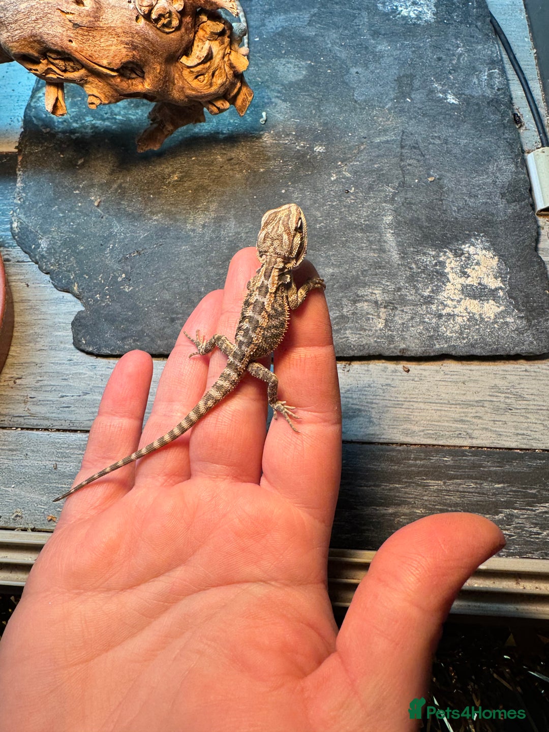 Bearded Dragon reptiles for sale: Bearded dragons babies&adults possible full setup - Advert 7