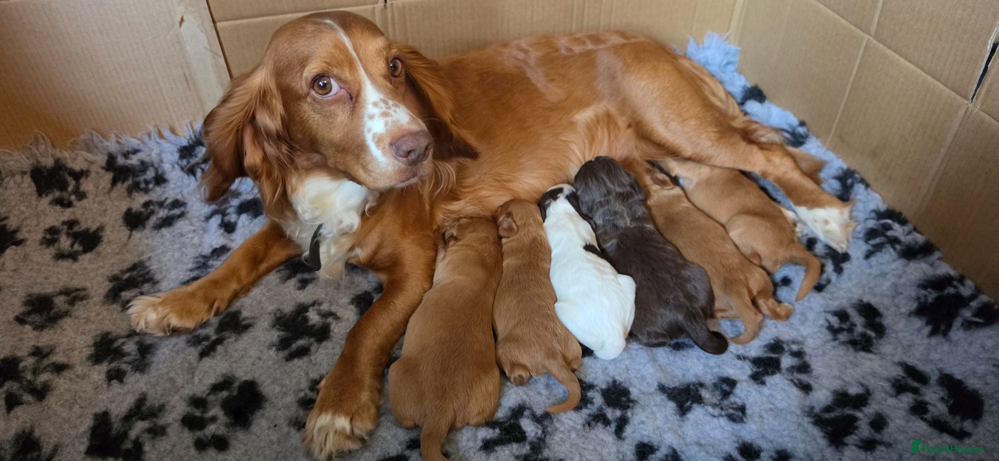 Cocker Spaniel dogs Cocker spaniel puppies kc registered - Advert 11