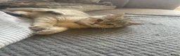 British Shorthair cats for sale: TICA reg black golden boy xx - Advert 15