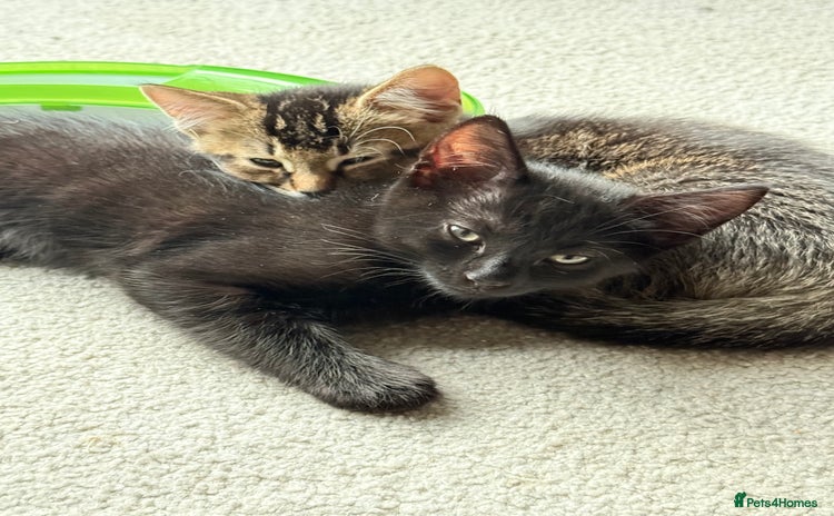 Mixed Breed cats - Advert 9