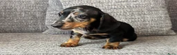 Dachshund dogs for sale: Dachshund puppies - Advert 22
