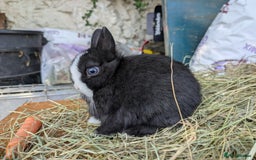 Netherland Dwarf rabbits for sale: BEW VM agouti Netherland dwarf  baby young rabbits - Image 6