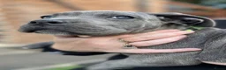 Cane Corso dogs for sale: 8+ Gen pedigree BLUE BRINDLE GIRL - Advert 2