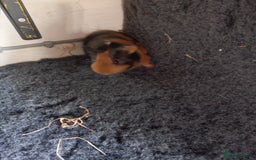 Guinea Pig rodents for sale: Baby female guinea pig and a pair of males.  - Image 4