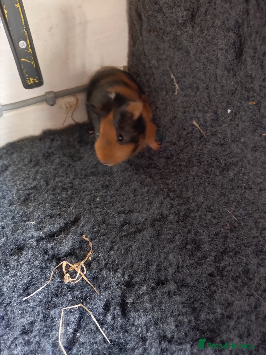 Guinea Pig rodents for sale: Baby female guinea pig and a pair of males.  - Image 4