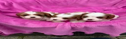 Cavalier King Charles Spaniel dogs for sale: Cavalier King Charles Spaniel puppies - Advert 20