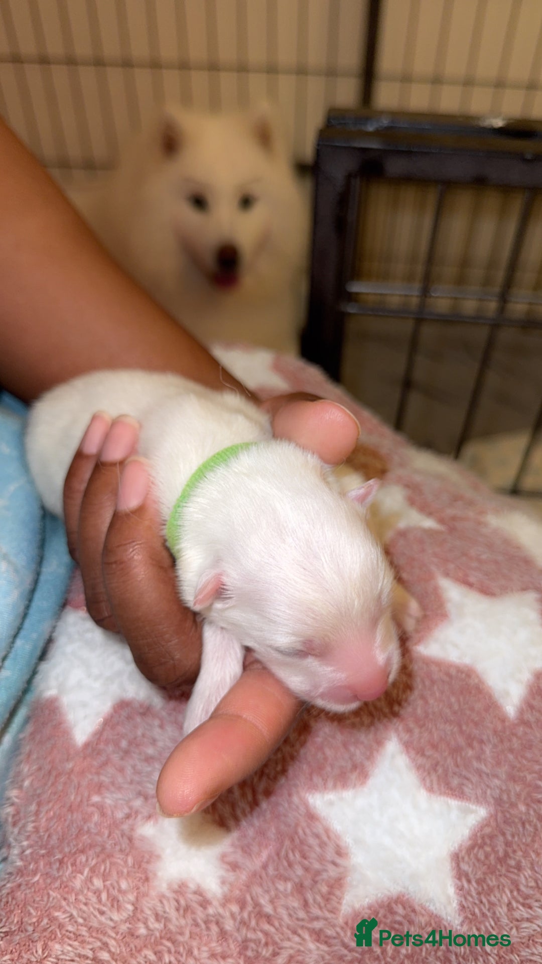 Samoyed dogs for sale: Pedigree pure breed Sammy Smilers 😊 - Advert 10