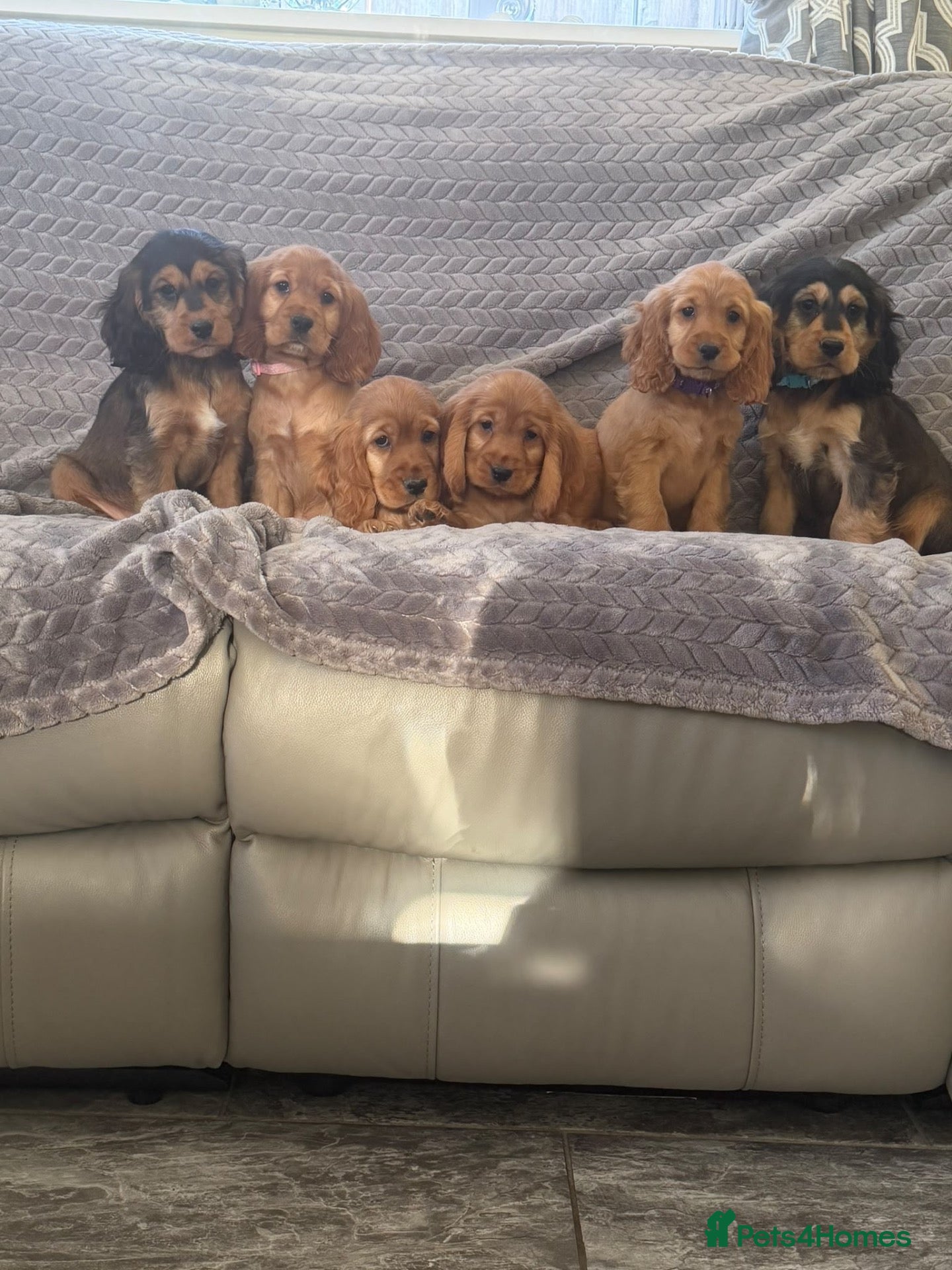 Cocker Spaniel dogs FULLHEATHTESTED OUTSTANDING SHOWTYPE COCKERSPANIEL - Advert 7
