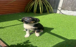 Border Collie dogs for sale: Border collie puppy - Image 2