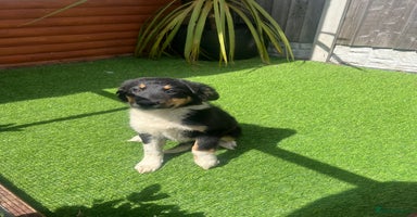 Border Collie dogs - Advert 2