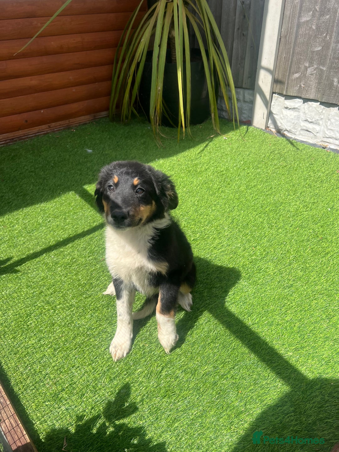 Border Collie dogs for sale: Border collie puppy - Image 2
