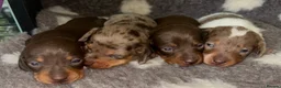 Miniature Dachshund dogs for sale: KC Registered Miniature Smooth Dachshund Puppies   - Advert 14