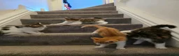Domestic Shorthair cats for sale: Kittens looking for new home in Stafford - Advert 20