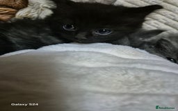 Ragdoll cats for sale: Ragdoll kittens  - Image 22