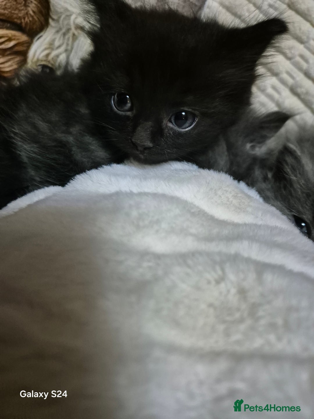 Ragdoll cats for sale: Ragdoll kittens  - Image 22