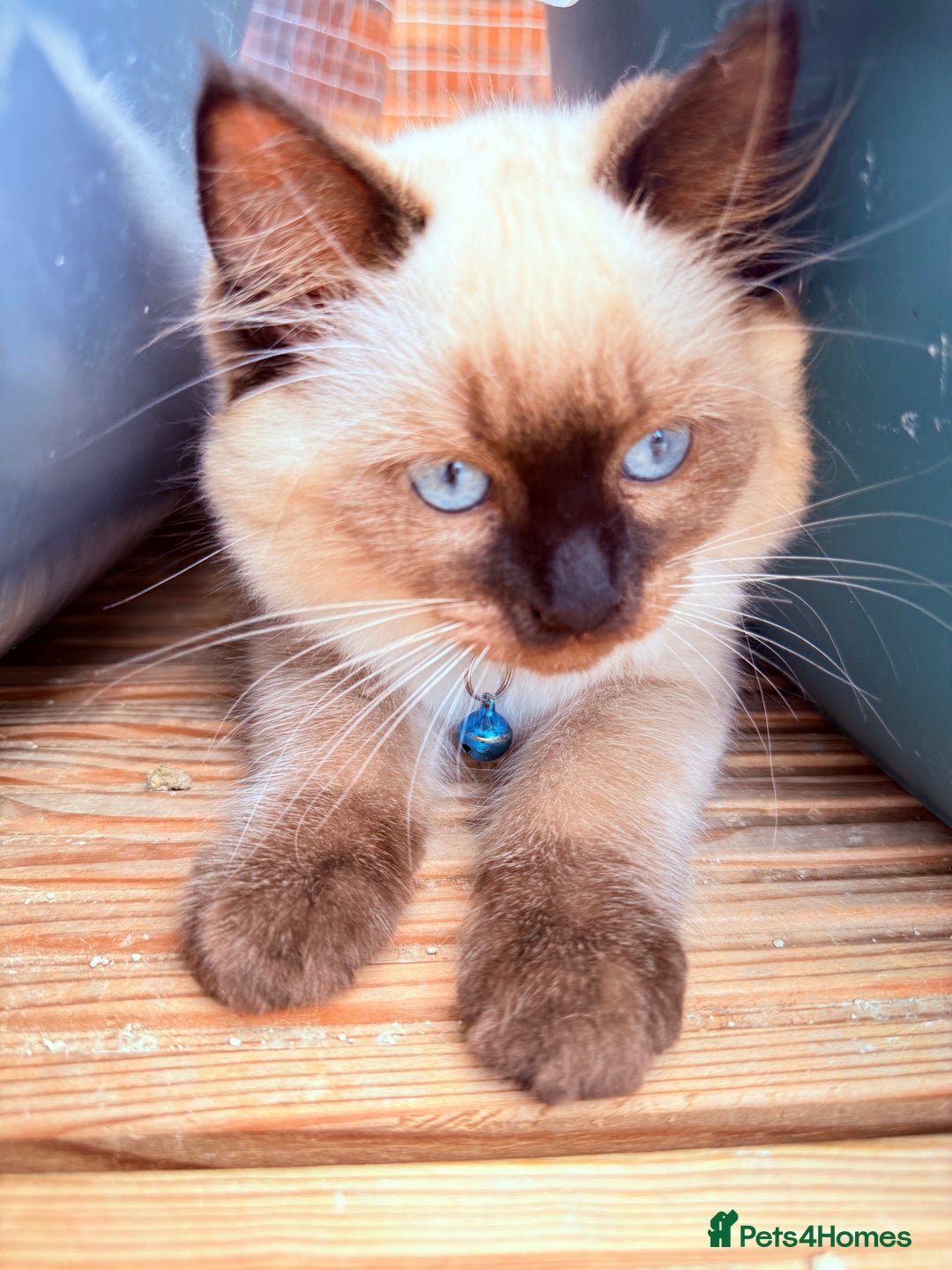 Ragdoll cats for sale: Last lovely ragdoll girl is waiting for U - Image 13