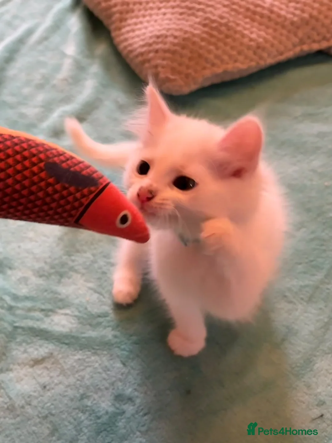 Mixed Breed cats for sale: 2 gorgeous kittens - Advert 2