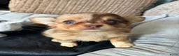 Chihuahua dogs for sale: Chihuahua puppies Russian ancesry with apple head  - Advert 15