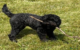 Cockapoo dogs for sale: George - Image 2